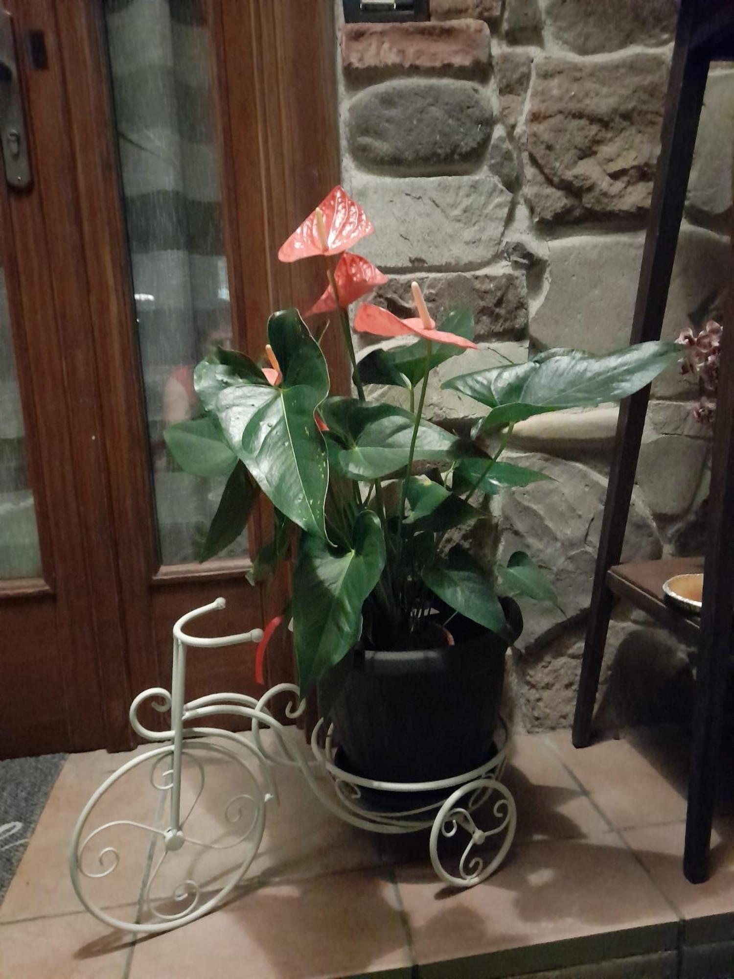 La Taverna Da Irene Roe ภายนอก รูปภาพ